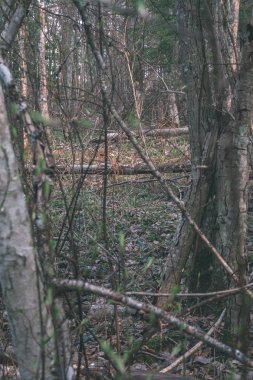 kuru dallar ve ormandaki ağaç gövdeleri