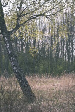 ağaç gövdesi üzerinde arka plan bulanık huş ağacının