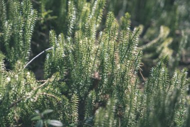 doğada büyüyen yeşil yaz yeşillik