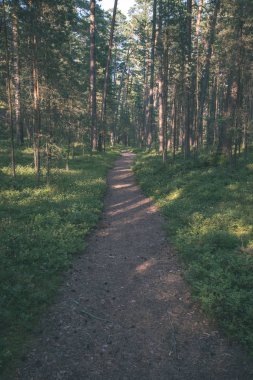 iz parça yeşil yaz ormandaki hiking Turizm