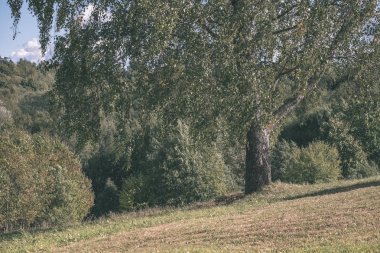 Yaz kırsal bölgede büyüyen huş ağacı