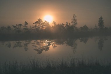 gündoğumu ile bataklık bataklık alan ağaçların su yansımaları ile siste