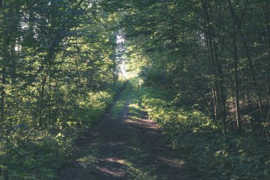iz parça yeşil yeşillik ile yeşil yaz ormandaki hiking Turizm