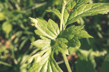 doğada büyüyen yeşil yaz yeşillik