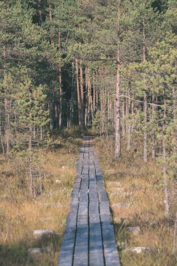 Ahşap tahta boardwalk perspektif sonbaharda bataklık bölgede
