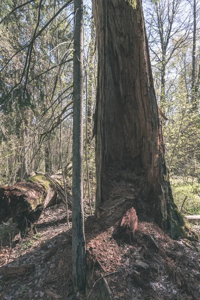 Baumstamm Eines Großen Kahlen Baumes Der Landschaft — Stockfoto
