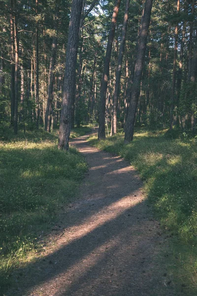 Trilha Caminhadas Turísticas Floresta Verde Verão — Fotografia de Stock