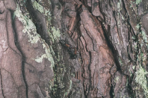 Primo Piano Vecchio Albero Secco Struttura Della Corteccia — Foto Stock