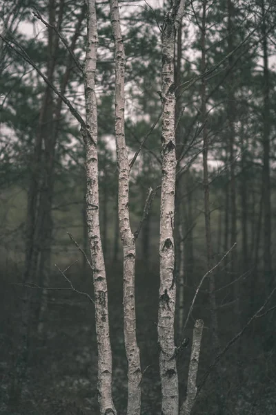 Ködös Őszi Erdő Gyönyörű Nyírfa — Stock Fotó