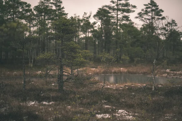 Paysage Sapins Épicéas Secs Éloignés Dans Les Marécages Par Temps — Photo