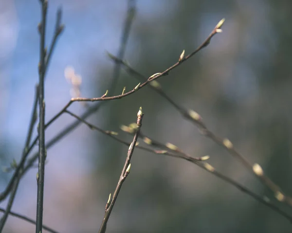 在模糊的背景下 早春有芽的裸树枝特写镜头 — 图库照片