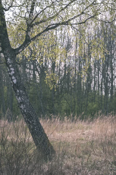 Tronco Albero Betulla Sfondo Sfocato — Foto Stock