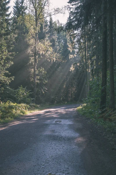 Lumière Soleil Matin Brille Travers Les Arbres Sur Route Dans — Photo