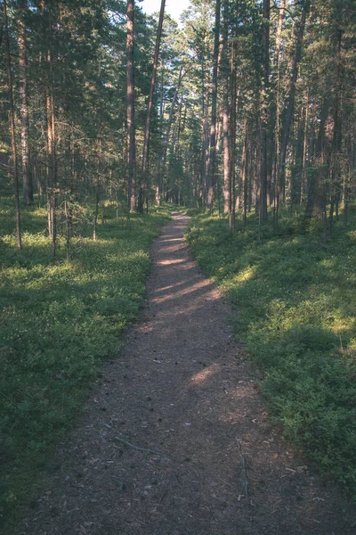 绿色夏季森林中的旅游远足小道 — 图库照片