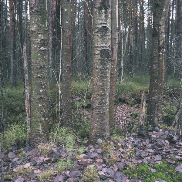 Tło Pni Drzew Lesie Mokro — Zdjęcie stockowe