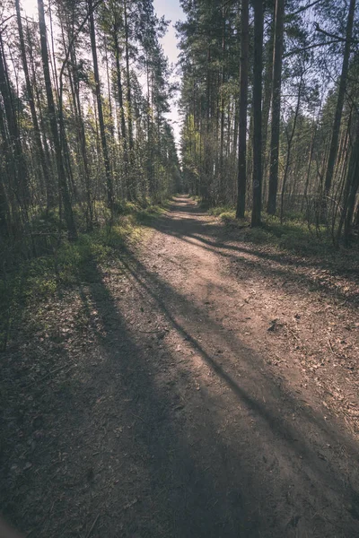 Sentier Rural Dans Une Belle Forêt Ensoleillée — Photo