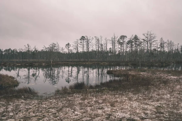 Lac Calme Forêt Sur Les Rives Prévision — Photo