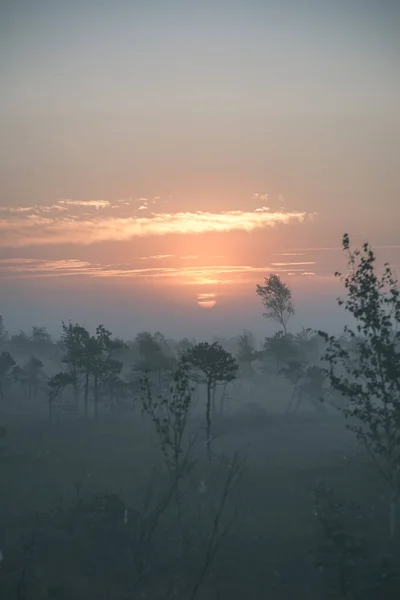 misty swamp bog area at bright sunrise