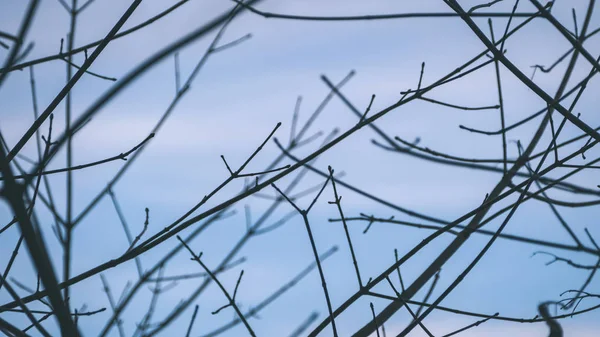 Branches Arbres Nus Fin Automne Sur Fond Ciel Bleu — Photo