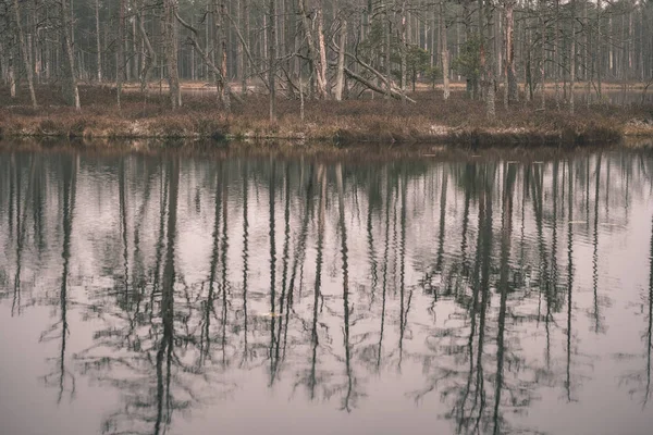 Reflektioner Träd Lugna Sjövatten Skogen — Stockfoto