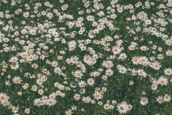 Background Beautiful Daisy Summer Field — Stock Photo, Image