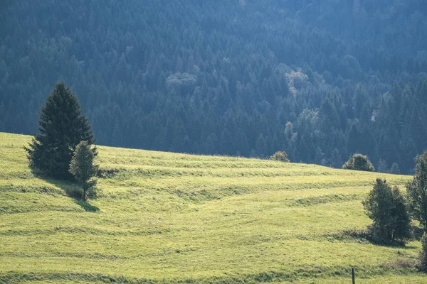 Abetos Que Crescem Encostas Nas Montanhas Eslováquia — Fotografia de Stock