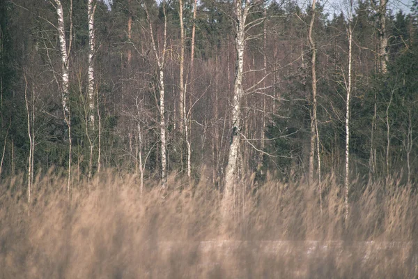 Mrożone Wysoką Trawą Dziedzinie Zima — Zdjęcie stockowe