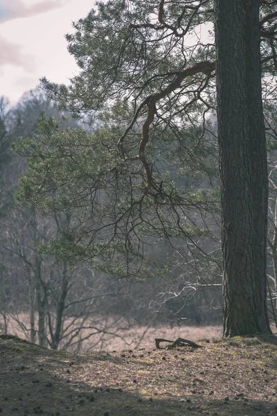 松树树干和分支在沼泽区域在模糊的背景 — 图库照片