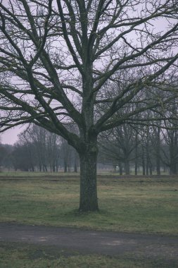 Yalnız çıplak büyük ağaç kırsalında bulutlu gökyüzü altında