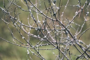 çıplak ağaç dalları geç sonbaharda Close-up