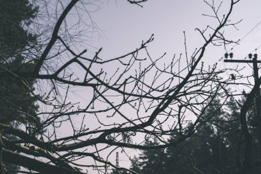 mavi gökyüzü arka plan üzerinde geç sonbaharda çıplak ağaç dalları