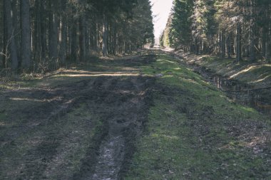 güzel güneşli ormandaki kırsal yolu