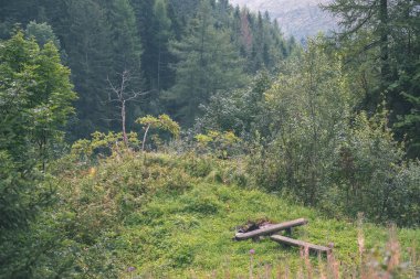 Yaz dağlarda herdem yeşil orman manzara