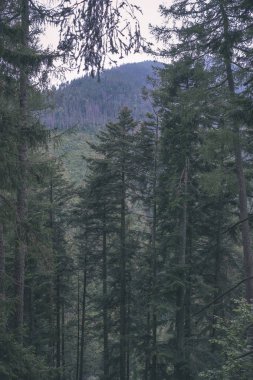 Yaz dağlarda herdem yeşil orman manzara