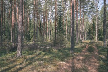 Ladin ve çam ağaçları ile herdem yeşil orman arka plan