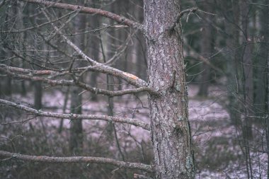 çam ağacı gövde ve dallar bataklık alanı'nda arka plan bulanıklık
