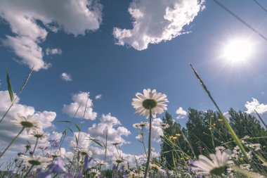 bulutlar ile parlak mavi gökyüzü altında çayırda güzel çiçek açan papatyalar