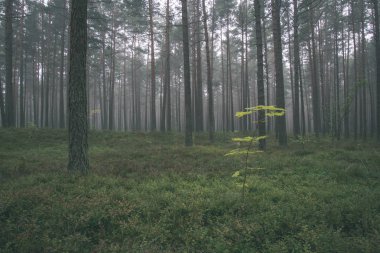 sis yeşil çim ile ormandaki Çam ağaç gövdeleri