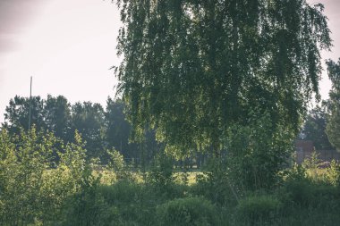 yeşil yaz yeşillik yaz kırsal kesimde