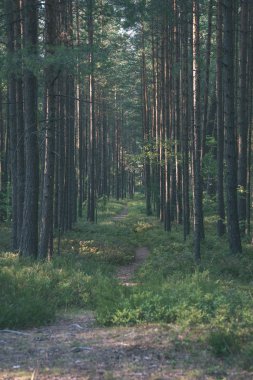 iz parça yeşil yaz ormandaki hiking Turizm