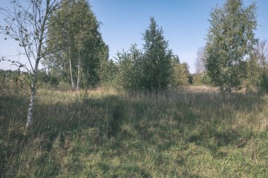 kırsal manzara ağaçlar yaz aylarında ile çayır