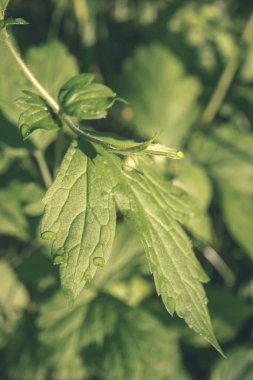 doğada büyüyen yeşil yaz yeşillik