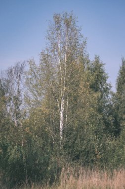 kırsal bölgede büyüyen huş ağaçlarının Grove