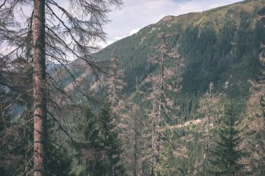 herdem yeşil orman Ladin ve çam ağaçları ile kaplı dağ