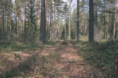 Ladin ve çam ağaçları ile herdem yeşil orman arka plan