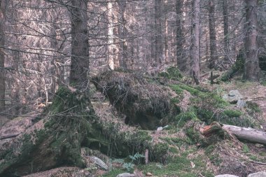 Ladin ve çam ağaçları ile herdem yeşil orman arka plan