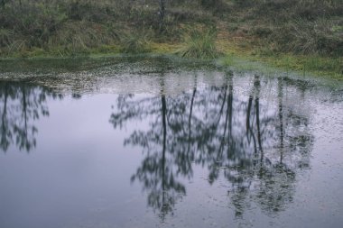 göl sakin suda yeşil yeşillik yansımaları alacakaranlıkta