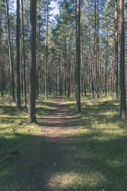 iz parça yeşil yeşillik ile yeşil yaz ormandaki hiking Turizm