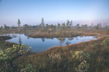 Bataklık bataklık alan ile küçük su birikintisi açık gökyüzü altında