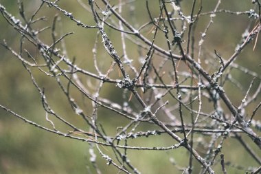 çıplak ağaç dalları geç sonbaharda Close-up